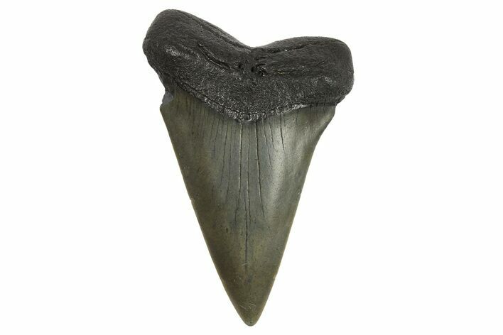Fossil Broad-Toothed Mako Tooth - South Carolina #295767